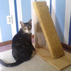 Cat Scratch Post | Cat Scratch Pad | Large Cat Scratch Post | Cat Scratch Pad | Large